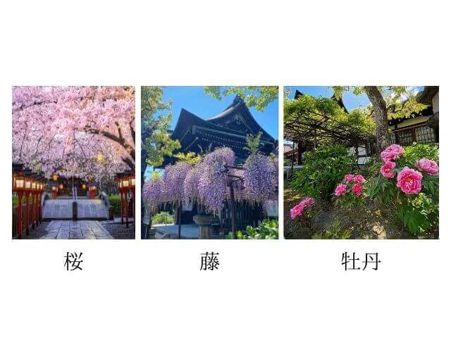 六孫王神社に咲く桜・藤・牡丹の写真